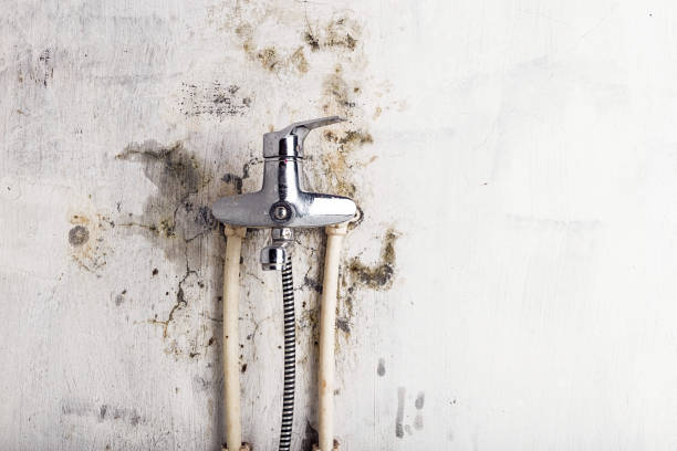 Professional Mold Removal in Maple Plain, MN