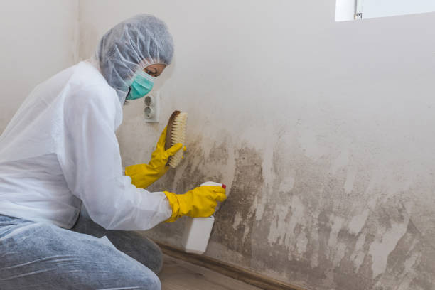 Best Attic Mold Removal  in Maple Plain, MN