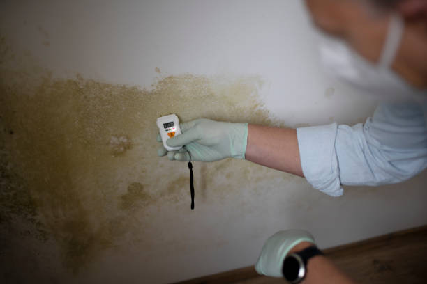 Best Residential Mold Removal  in Maple Plain, MN