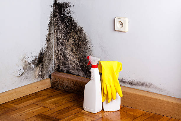 Mold Removal Process in Maple Plain, MN